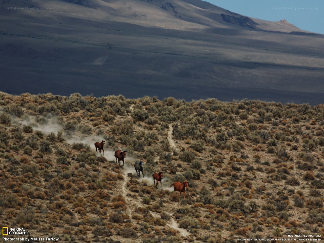 Wild mustangs running in desert