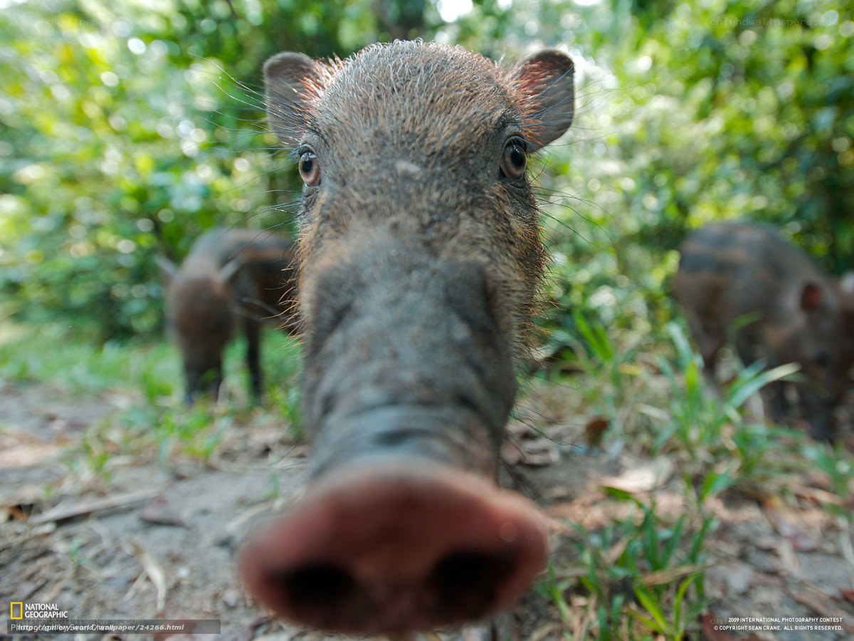 Wild pig close-up in forest