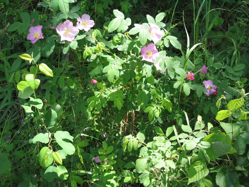Wild Pink Roses