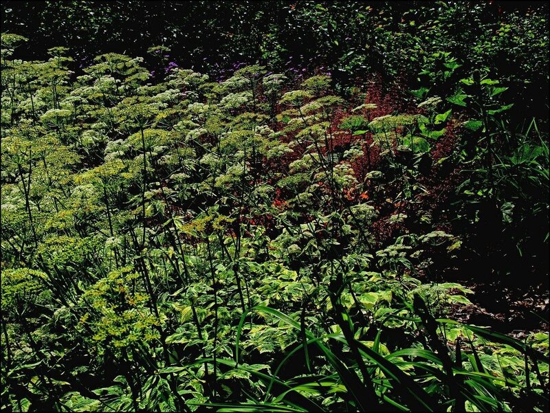 Wild Plants in Forest