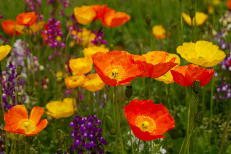 Wild Poppies in Field