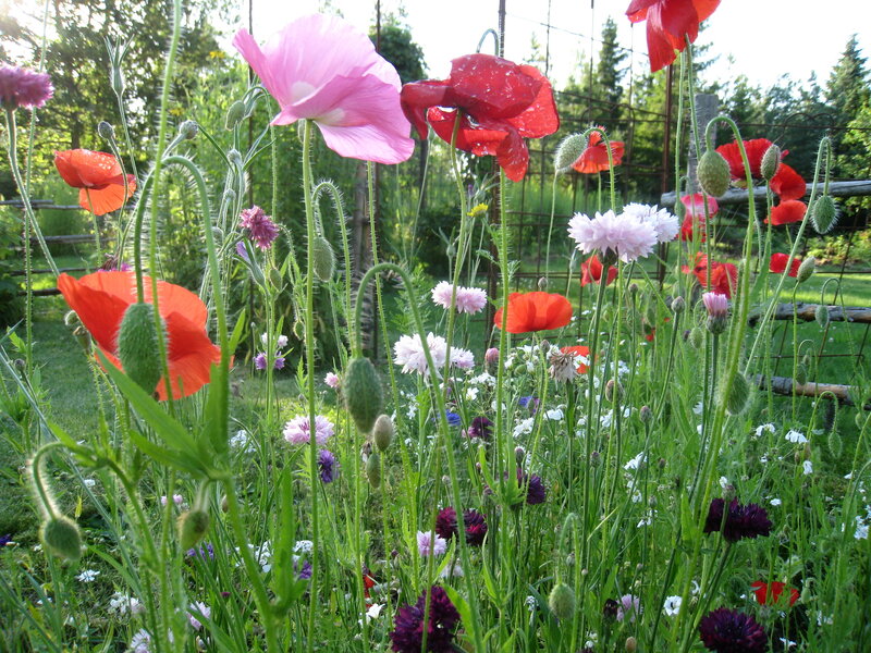 Wild Poppies in Garden