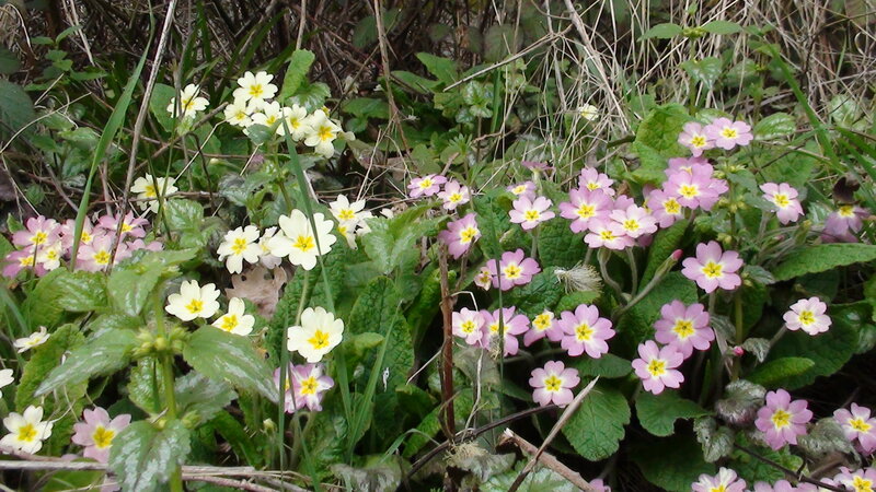 Wild Primroses in Forest