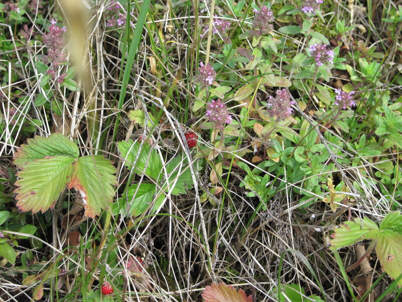 Wild Strawberries and Thyme