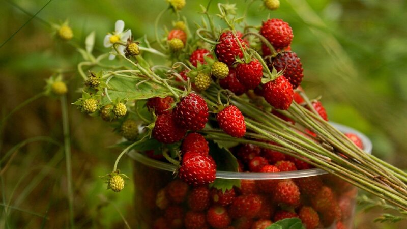 Wild Strawberries in a Container