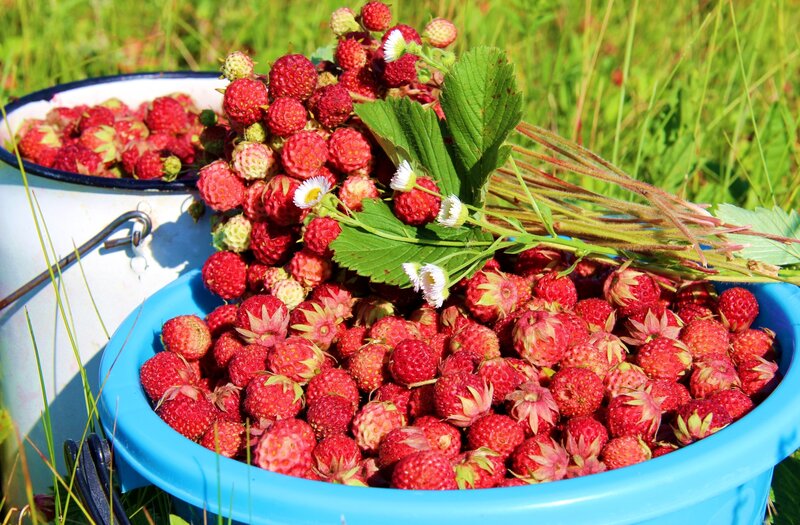 Wild Strawberries in Buckets