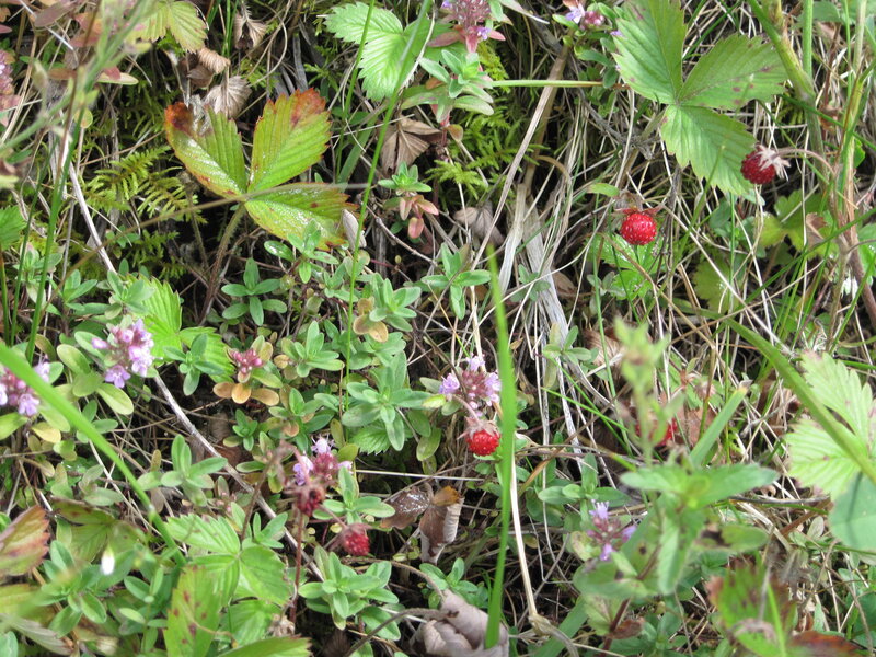 Wild Strawberries in Grass — Green