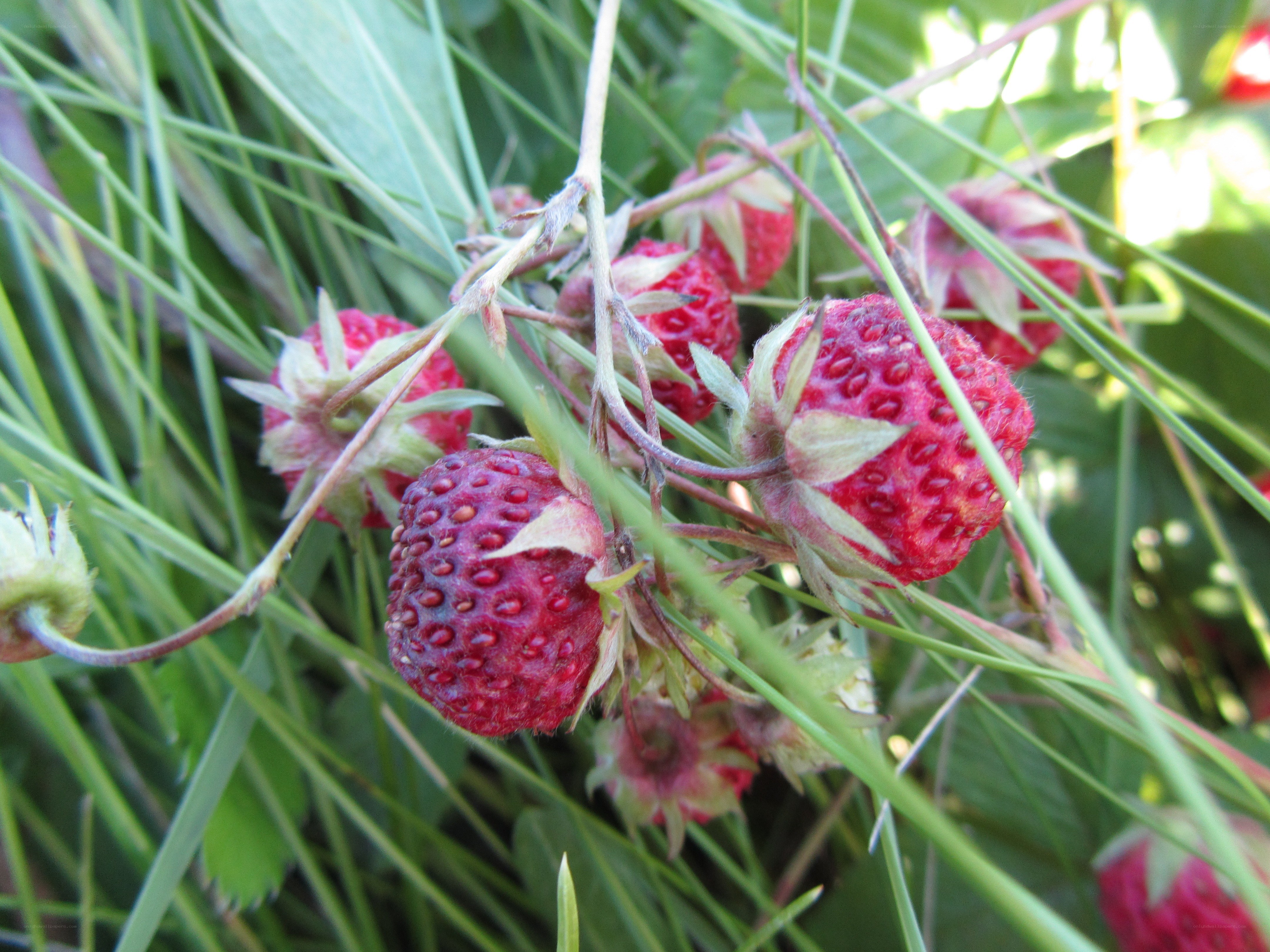 Wild strawberries in grass