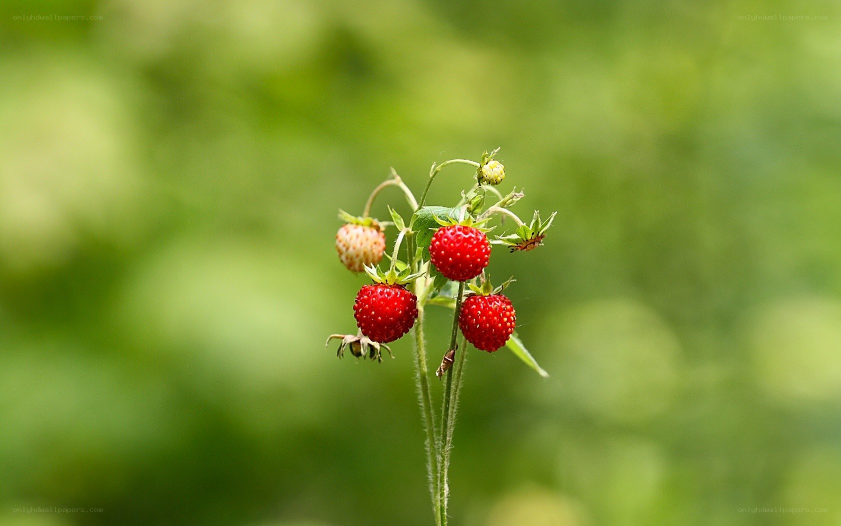 Wild strawberries on a green background