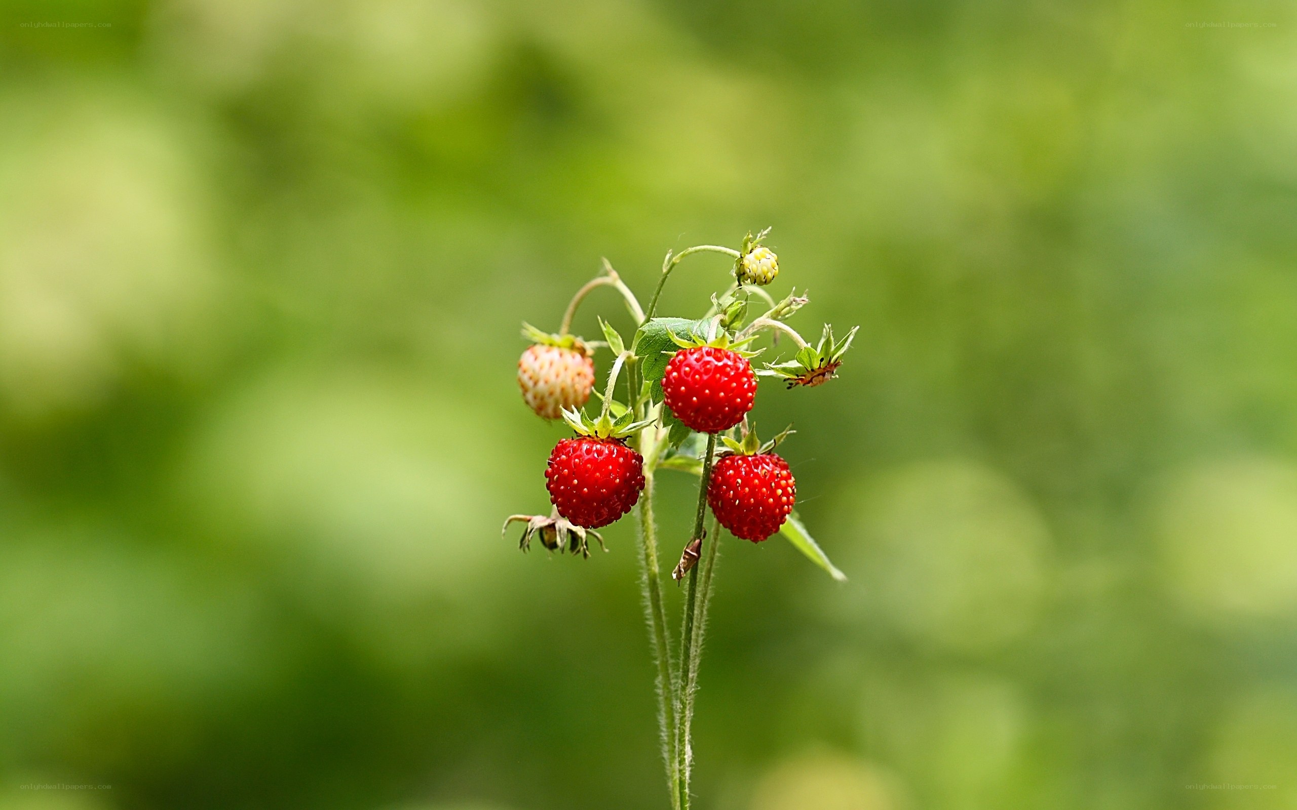 Wild strawberries on a green background