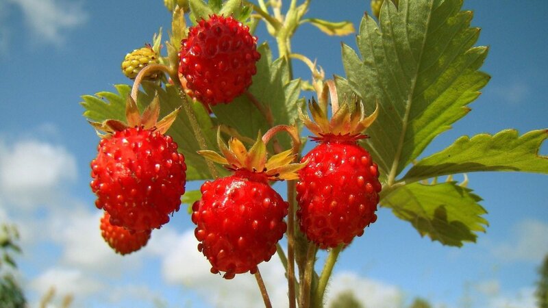 Wild Strawberries on a Plant
