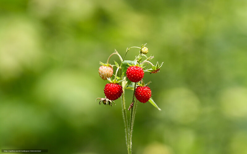 Wild Strawberries on a Stem