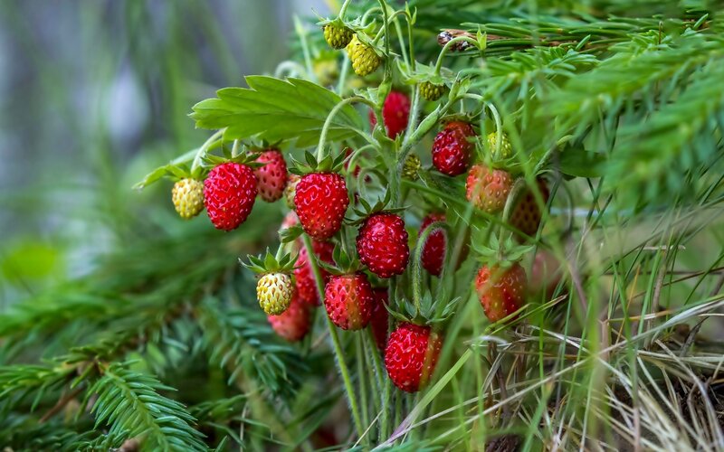 Wild Strawberries on Bush