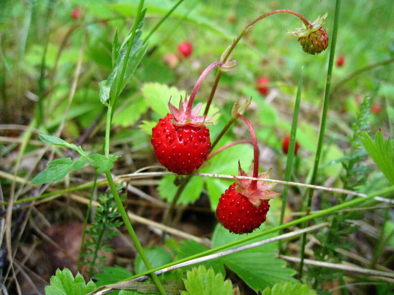 Wild Strawberries on Stems