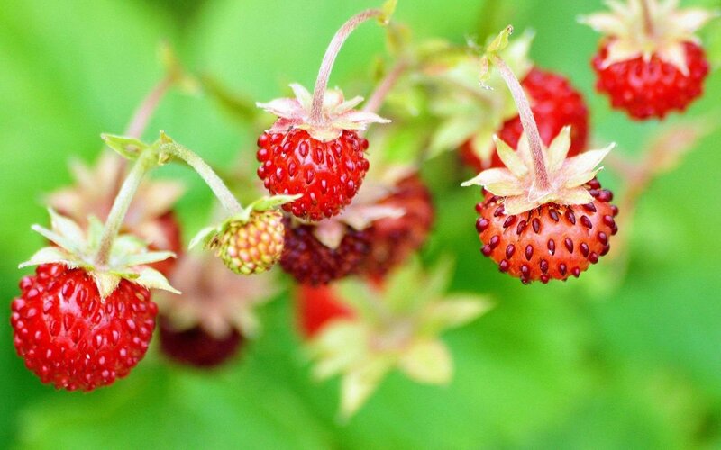 Wild Strawberries on Vine