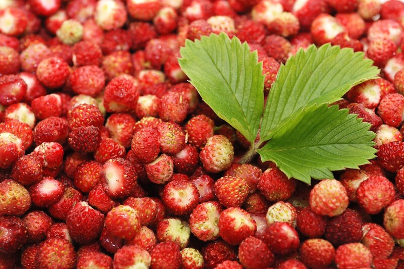 Wild Strawberries with Leaf
