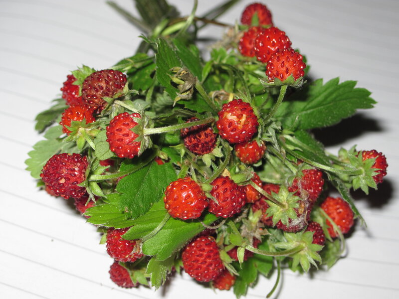 Wild Strawberries with Leaves
