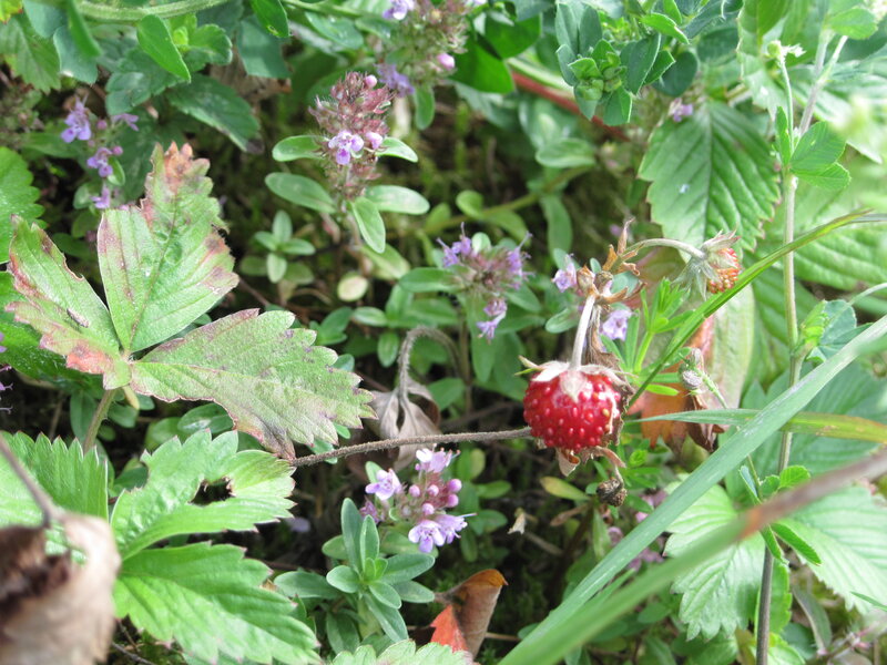 Wild Strawberry in Foliage