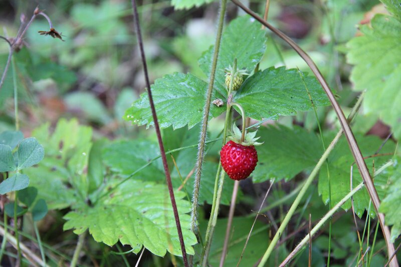 Wild strawberry in forest