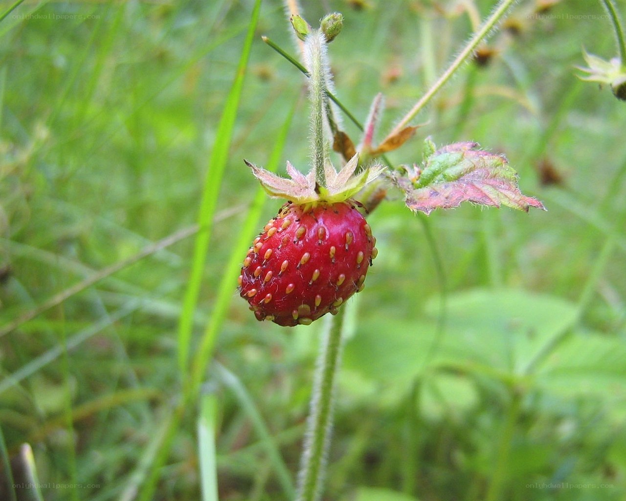wild strawberry in grass