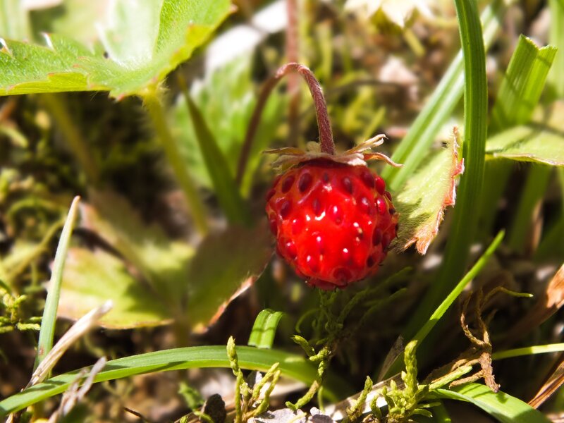 Wild Strawberry on Plant — Red