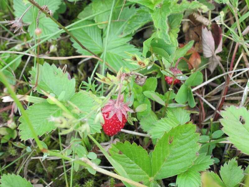 Wild Strawberry on Plant