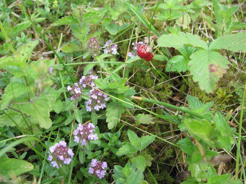 Wild Strawberry Plant