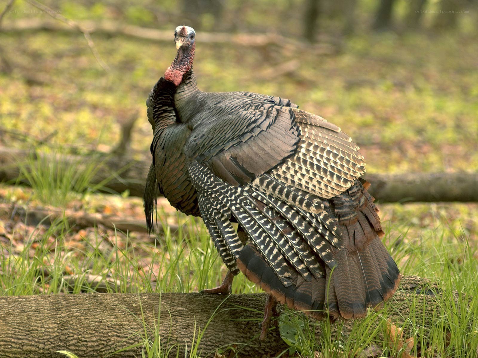 Wild turkey in forest