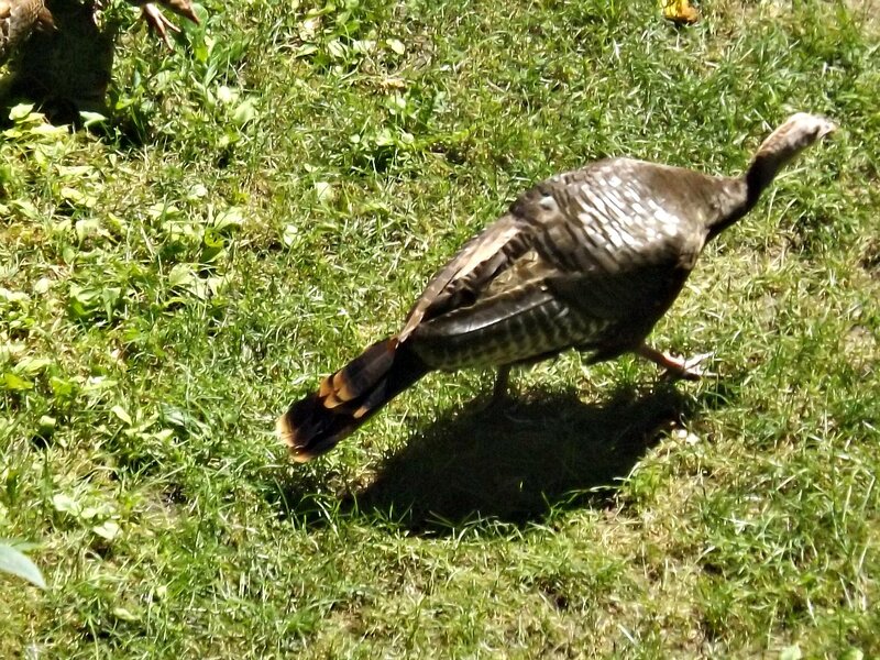 Wild Turkey in Grass — Green