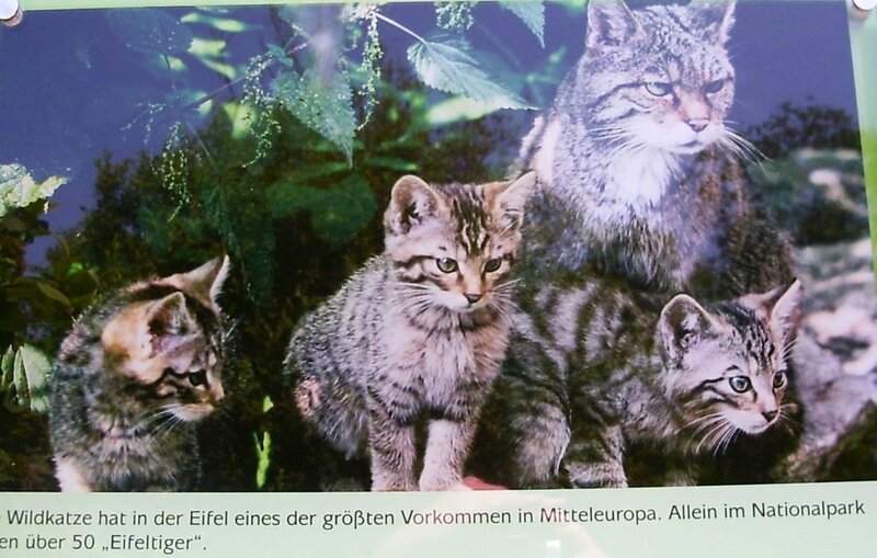 Wildcat Family in Forest