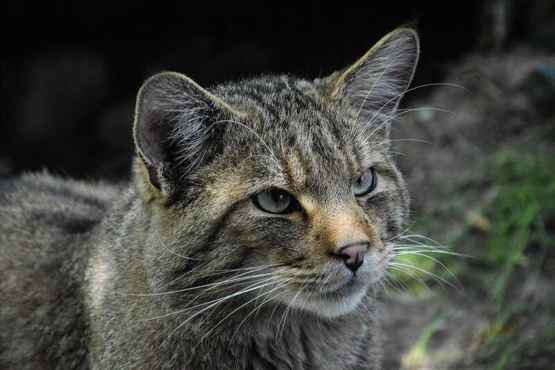 Wildcat in Forest — Gray