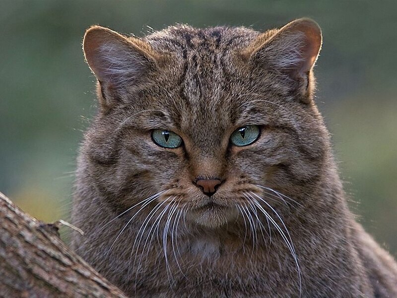 Wildcat in Forest