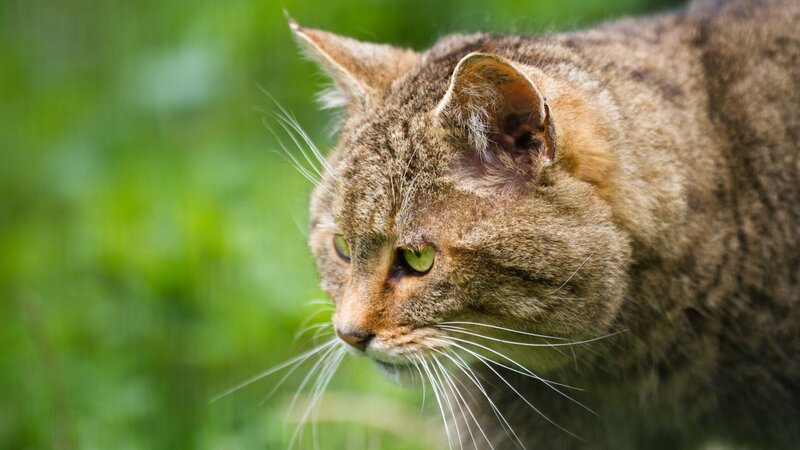 Wildcat in Grass