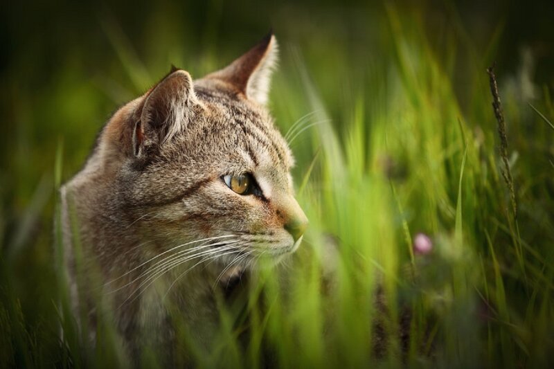 Wildcat in Tall Grass