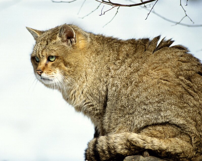 Wildcat in Winter