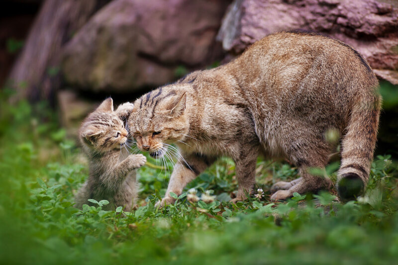 Wildcat Mother and Kitten — Brown, Natural