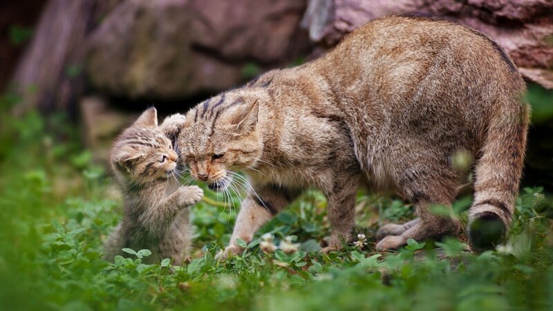 Wildcat Mother and Kitten — Brown