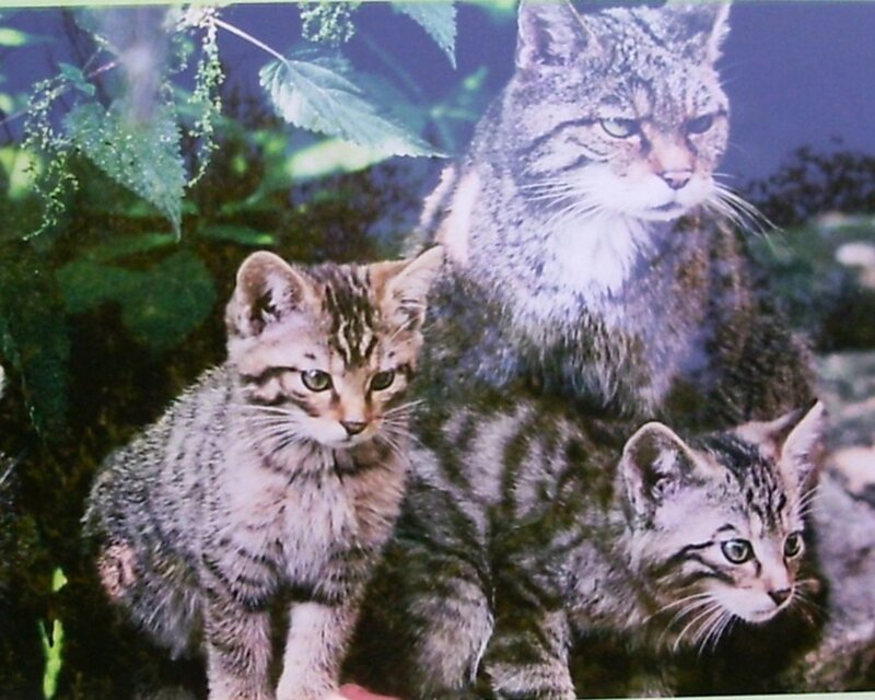 Wildcat Mother with Kittens