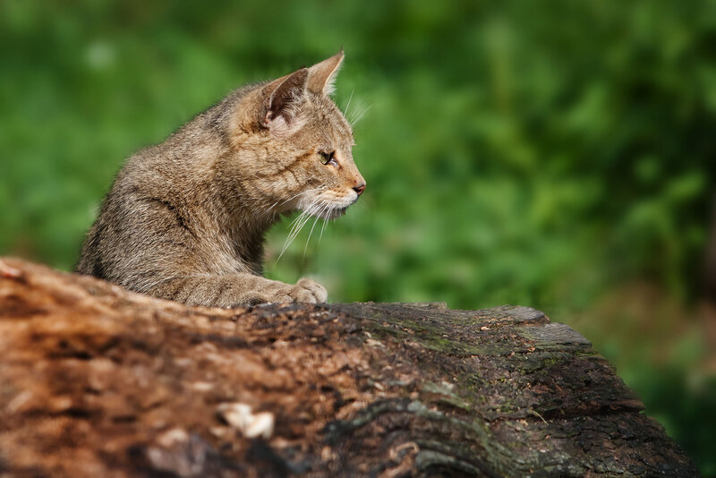 Wildcat on Log
