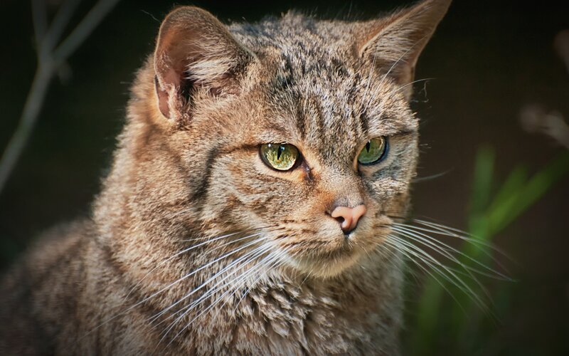 Wildcat with Green Eyes — Brown