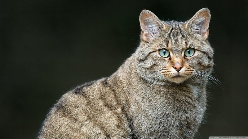 Wildcat with Green Eyes
