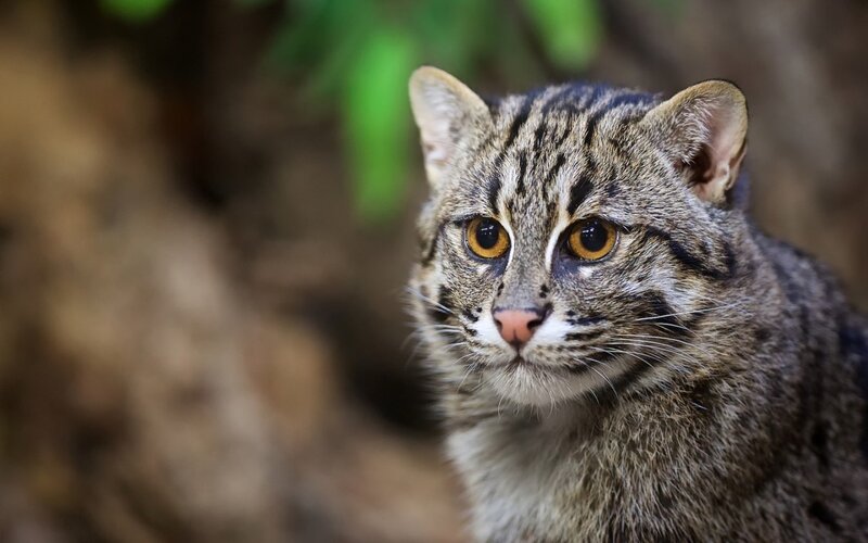 Wildcat with Striped Fur