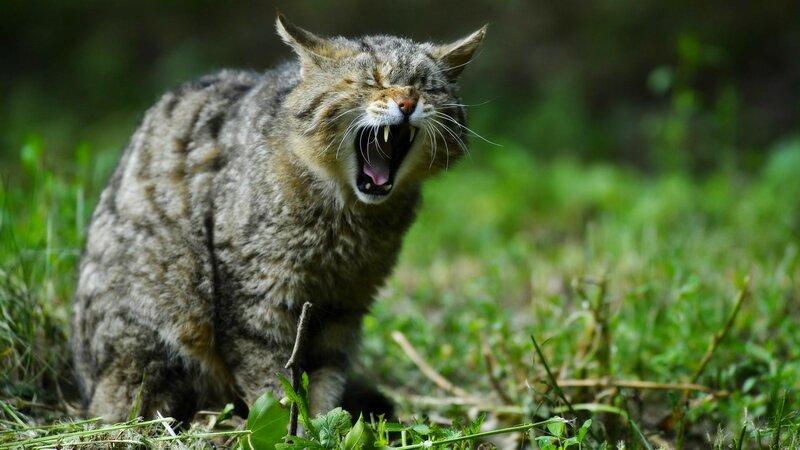 Wildcat Yawning in Grass