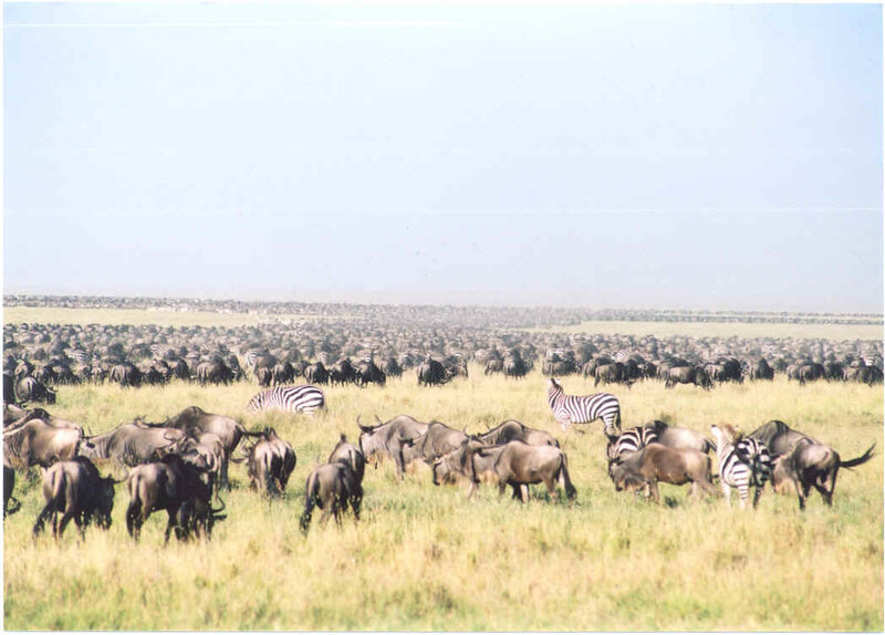 wildebeest and zebra herd
