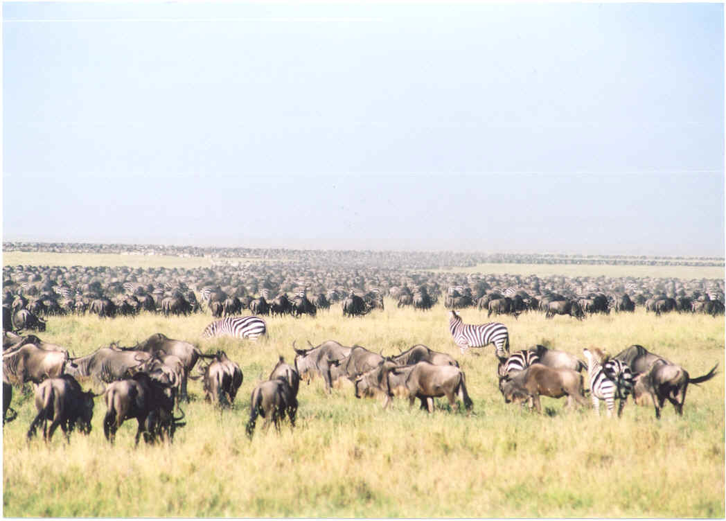wildebeest and zebra herd