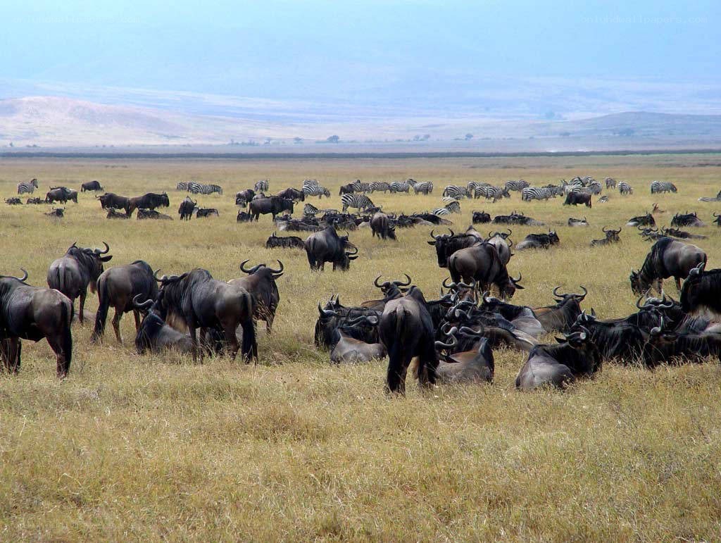 Wildebeest and zebra herd