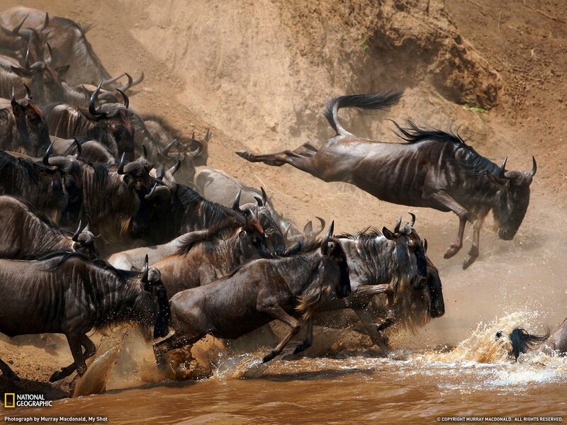 Wildebeest crossing a river