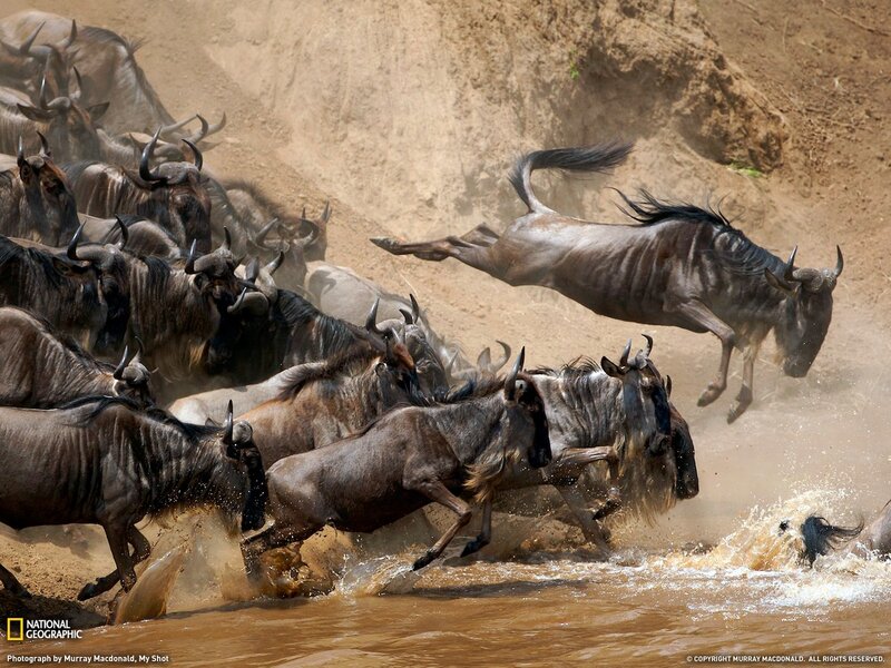 Wildebeest crossing river