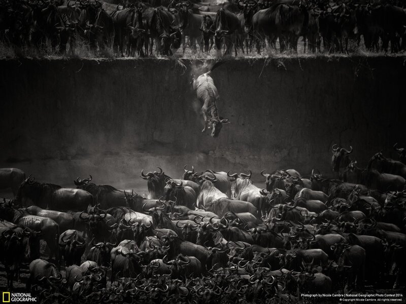 Wildebeest Falling