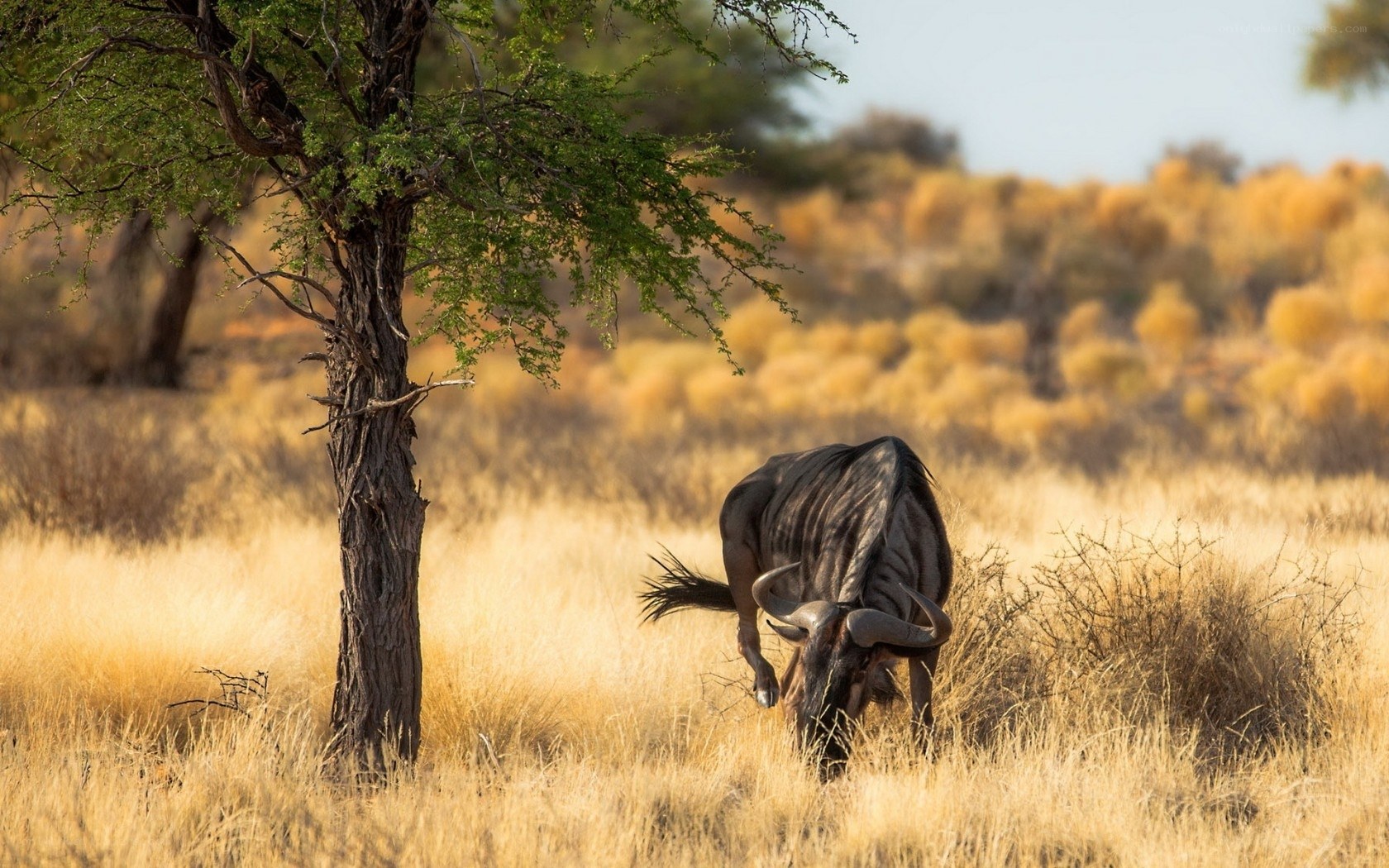 Wildebeest grazing in savanna